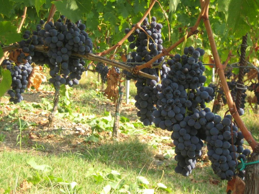 Fattoria Di Rignana Winery Bnb Greve in Chianti Εξωτερικό φωτογραφία